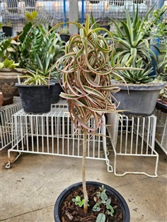 ต้นเข็มสามสีใบบิดเกลียวต้นใหญ่ "Dracaena cincta Ba