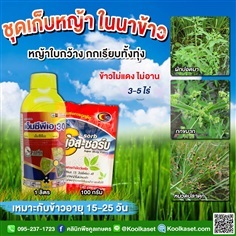 กำจัดหญ้า เอ็มซีพีเอ 1 ลิตร ในนาข้าว คูลเกษตร KP1 