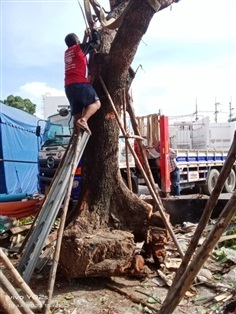 รับขุดล้อมต้นไม้ ย้ายต้นไม้ ขุดล้อมต้นไม้