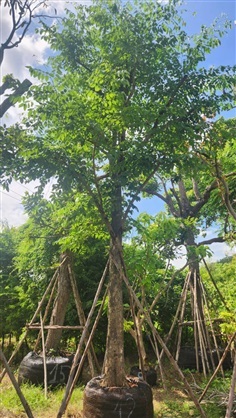 ต้นประดู่ป่า