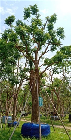 ต้นปีบเงิน(กาสะลอง) ขนาด 16 นิ้ว สูง 8 เมตร