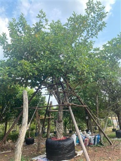  ต้น”แก้วมุกดา” ขนาด 10 นิ้ว สูง 5 เมตร