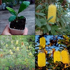 ( 6ต้น) แบงเซีย ต้นแบงเซีย Banksia Integrifolia Fo