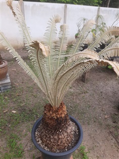 ปรงสีเงิน Cycas Siamensis SP.Silver 