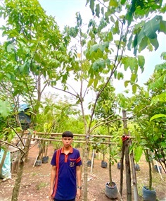 ต้นคอแลน (มะแงว) ไม้หน้า 3 ความสูง 3 เมตร