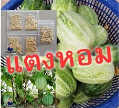  ซื้อ 3 แถม 1 เมล็ดแตงหอม 100 เมล็ด แตงดอย