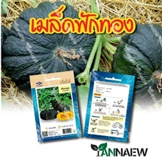 เมล็ดฟักทอง 30 เมล็ด เจียไต๋ ซื้อ 10 แถม 1