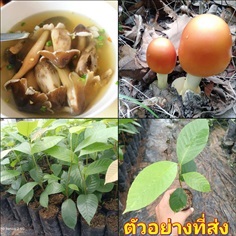 (10ต้น) ต้นยางนา ราดเชื้อเห็ดโคน