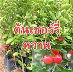 ต้นเชอร์รี่ (Cherry) หวาน ซื้อ 3 แถม 1