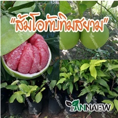 ส้มโอทับทิมสยาม ต้นสูง 60-70 cm ซื้อ 3 แถม 1