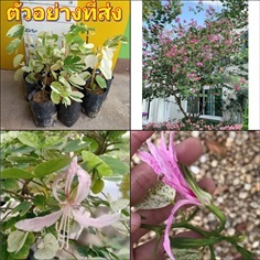 (1ต้น) ต้น ชงโคด่าง ใบสวย ดอกสีชมพู ต้นชงโค ด่าง /