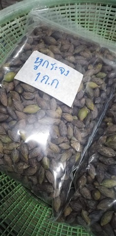 หูกระจง แผ่บารมี  ขายเมล็ดพันธุ์/ต้นกล้า 