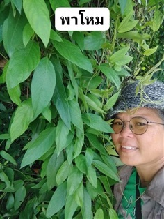 พาโหม ขายใบพาโหมสดสำหรับทำข้าวยำใต้