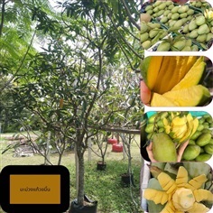 ต้นมะม่วงแก้วขมิ้นหน้า 3 สูง 3เมตร