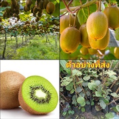 (1ต้น) ต้น กีวี กีวี่ ต้นกีวี ต้นกีวี่ kiwi fruit 