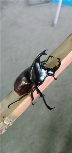 ด้วงกว่างโซ้ง ตัวผู้  Lanna Beetle เขาสวยงาม 