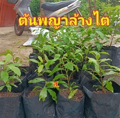 พญาล้างไต