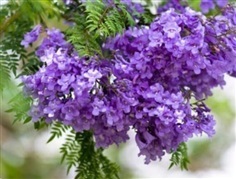 ศรีตรังฝรั่ง (Jacaranda Mimosifolia) 