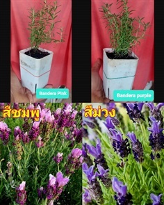 (2ต้น) ต้น Bandera Lavender pink purple น้องหูกระต