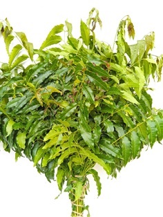 ใบสะเดา Siamese Neem Tree