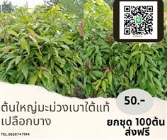 ขายต้นมะม่วงเบาสายพันธุ์ใต้แท้ ลูกดก ช่อหนา 120cm.