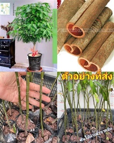 อบเชยจีน ต้นอบเชย อบเชย Cinnamomum cassia Presl / 