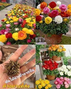 ดอกรานังคูลัส รานังคูลัส ลานังคูลัส Ranunculus flo