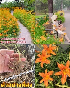 หัว ราก ดอกไม้จีน สีส้ม / ศรัณย์รักษ์