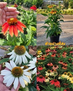 (1ต้น) ต้น เอ็คไคนาเซีย Echinacea ต้นเอ็คไคนาเซีย 