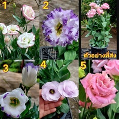 ไลเซนทัส Lisianthus หรือ ธิดาดอย กุหลาบไร้หนาม / P