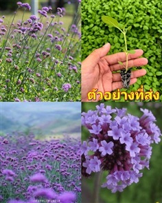 เวอบีน่าไฟเนสส์  Verbena Finesse ดอกลมหนาว