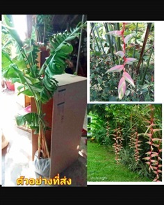 ต้น เฮลิโคเนีย เซ็กซี่พิ้งค์ heliconia Sexy Pink