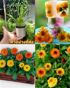 (2ต้น) ต้น ดาวเรืองหม้อ Calendula คาเลนดูล่า / Par