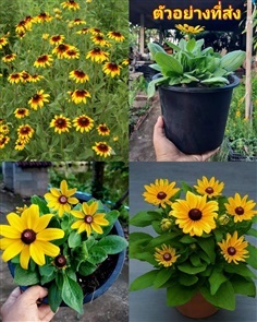 กระถาง8นิ้ว ต้น ดอกเมเมียว Gloriosa Daisy  Rudback