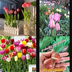 (1หัว) หัว ทิวลิป หัวทิวลิป (ลุ้นสี) tulip / ศรัณย