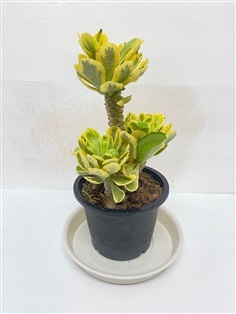 ยูโฟเบียทองอำพัน Euphorbia Poissonii F. Variegata