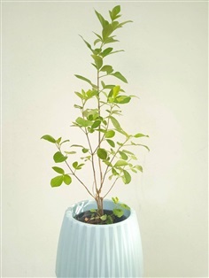 คนทีสอ Vitex trifolia ไม้ล้มลุก