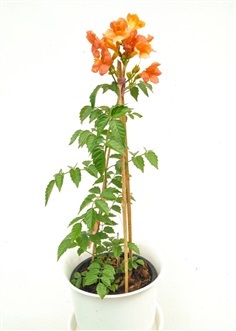 มธุรดา Chinese trumpet creeper