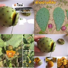 กระบองเพชรทานผล พริกรี่แพร ผลสีเขียว Prickly Pear