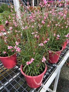 หญ้าฟรุ้งฟริ้ง Butterfly Gaura