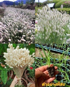 ต้น หญ้าหางกระต่าย Bunny Tails Grass 