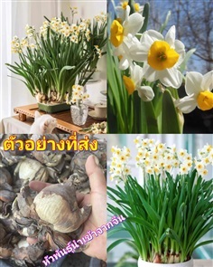 (1หัว) ดอก แดฟโฟดิล Daffodil นาร์ซิสซัส Narcissusื