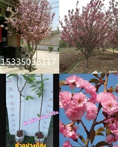 ต้น อายุ 2 - 3 ปี ซากุระ ตันซากุระ ดอกซ้อน Sakura