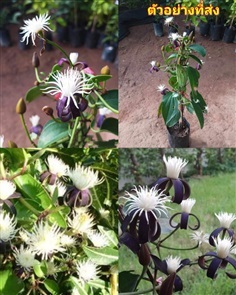 พวงแก้วกุดั่น ต้นพวงแก้วกุดั่น ไม้เลื้อย CLEMATIS 