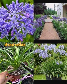 อะกาแพนทัส ต้นอะกาแพนทัส Agapanthus Blue African l