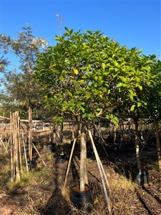 พุดกุหลาบ