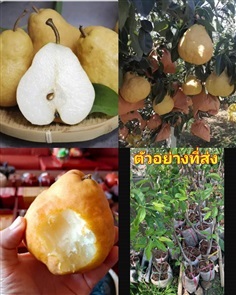 ต้น ชูร์แพร Chinese Chou Pear ลูกแพร น่าเกลียด  เฉ