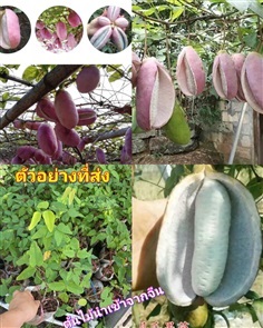 ต้น อะเคบิ ต้นอะเคบิ Akebi Japanese Fruit ไม้เลื้อ