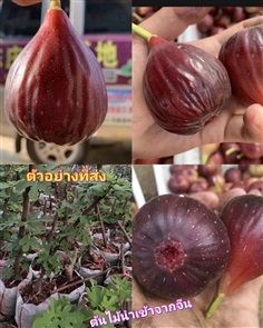 ต้น มะเดื่อฝรั่ง สีม่วง Fig tree ต้นมะเดื่อฝรั่ง /