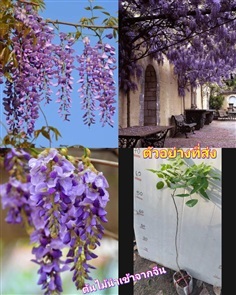 (1ต้น) ต้น วิสทีเรีย ต้นวิสทีเรีย สีม่วง Wisteria 